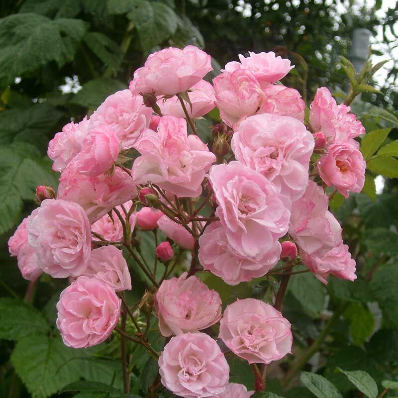 Хэвенли Пинк (Heavenly Pink) - Мускусные розы - Розы - Каталог